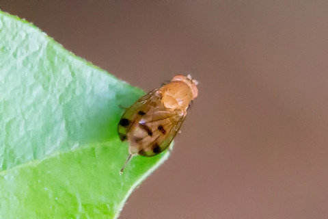 Lauxaniid Fly (Homoneura sp) (Homoneura sp)